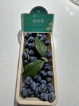 帶枝藍(lán)莓