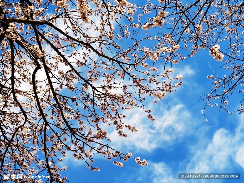 藍天映襯下的爛漫花枝