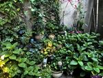 庭院綠植一角