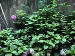 綠葉簇擁的繁茂植物景觀