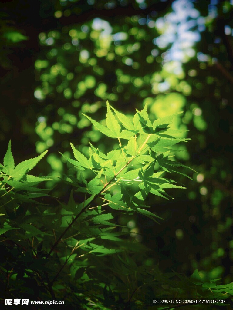 陽光下的翠綠楓葉