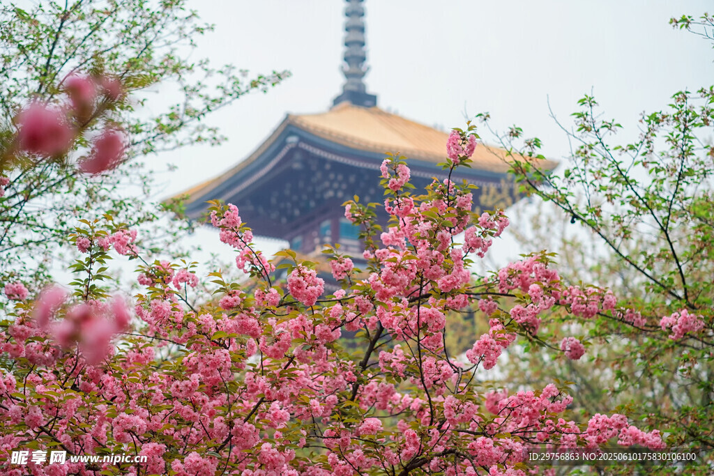 櫻花掩映下的古典建筑