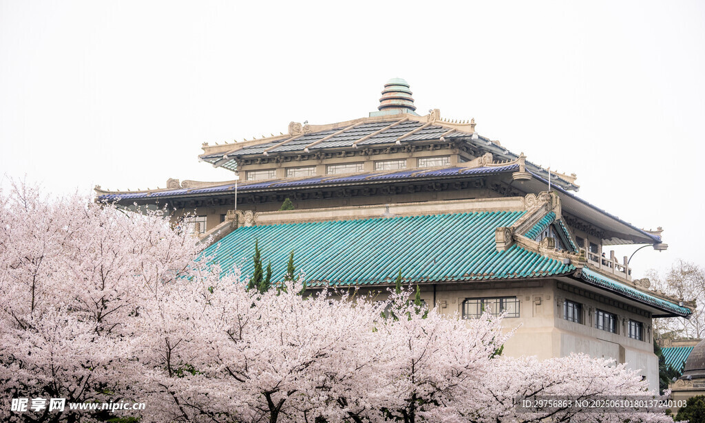 櫻花簇擁下的古老建筑