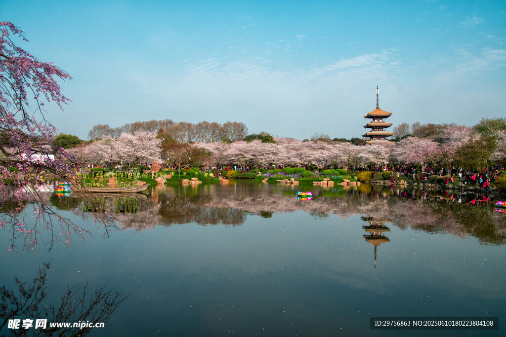 湖畔櫻花與古塔美景