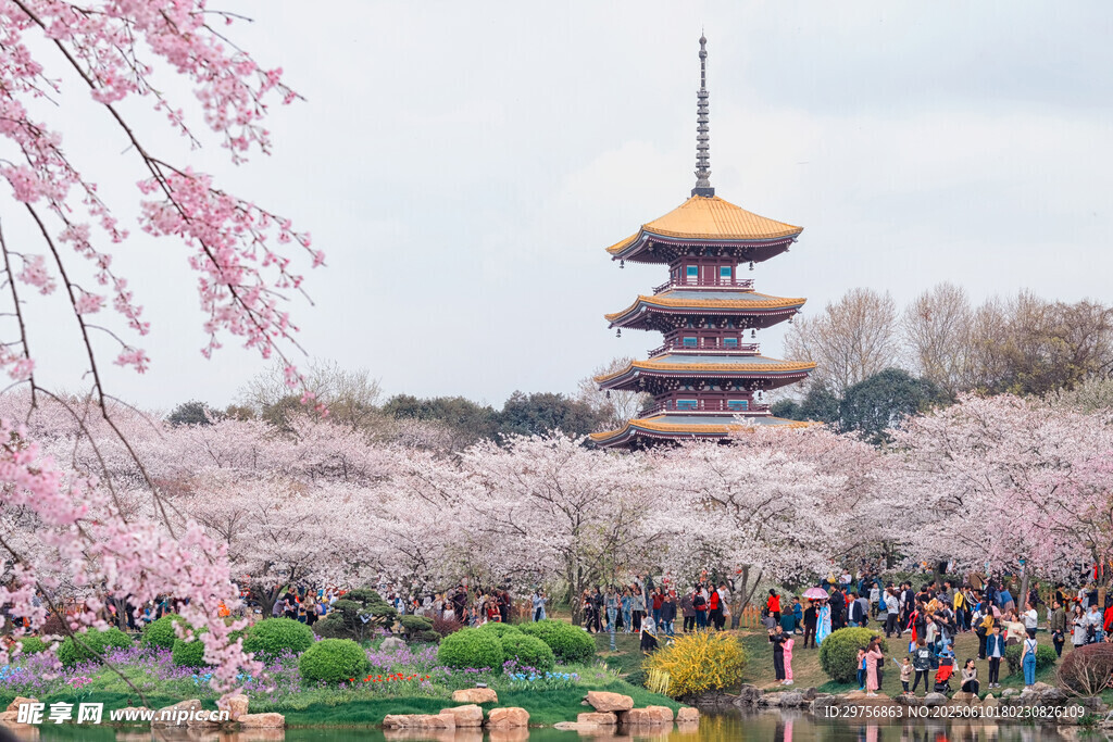 櫻花環繞的古塔美景