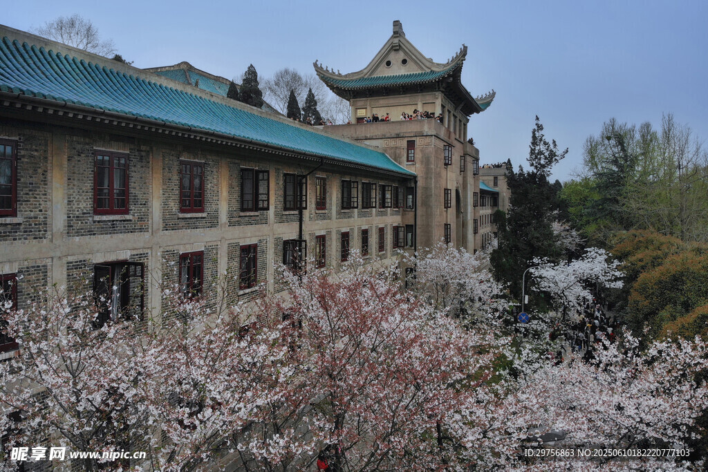 櫻花掩映下的中式古典建筑