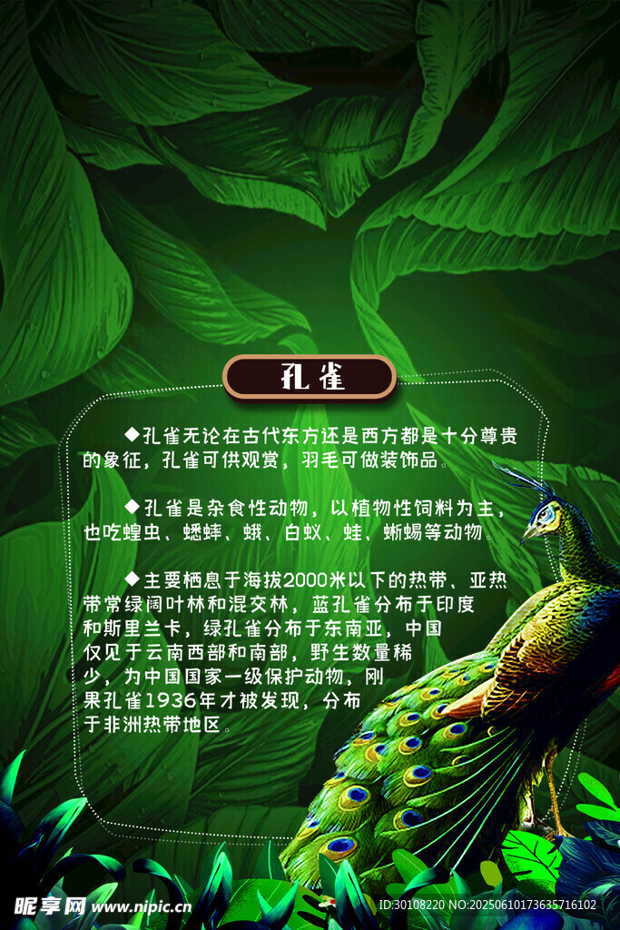 孔雀講解