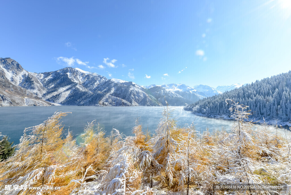 雪山湖泊旁的金黃樹林