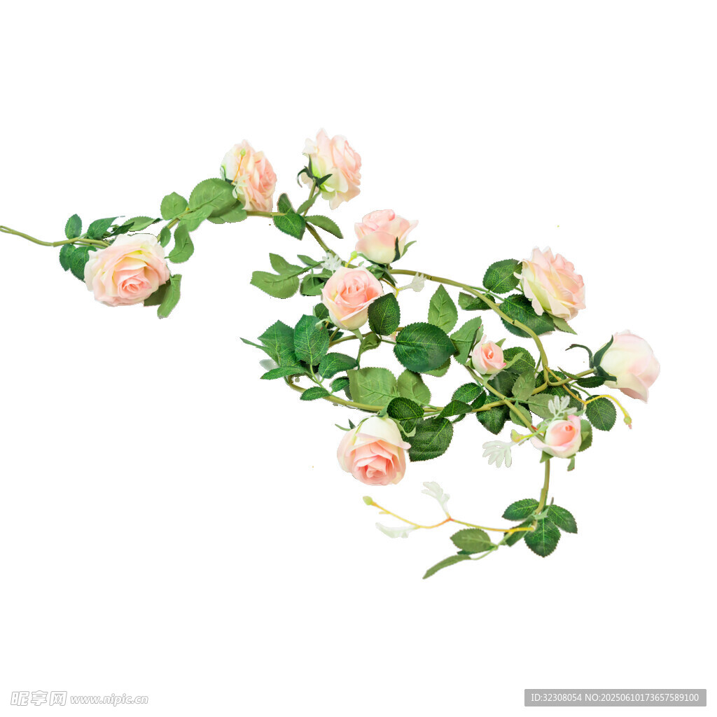 粉色薔薇花枝裝飾圖