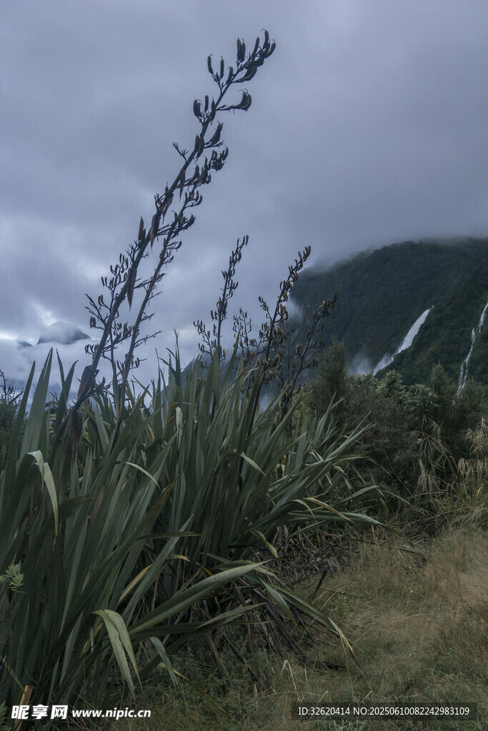 山坡上的劍麻植物景觀