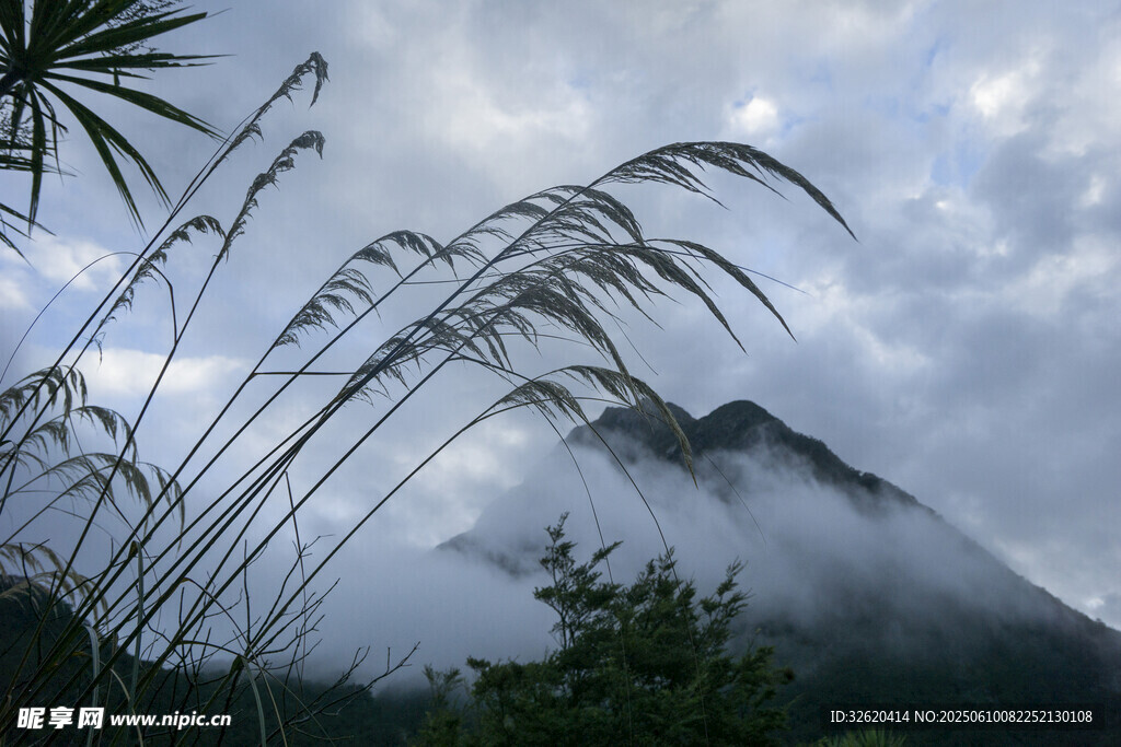 山間蘆葦與云霧繚繞之景