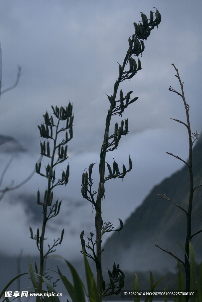 山間植物特寫