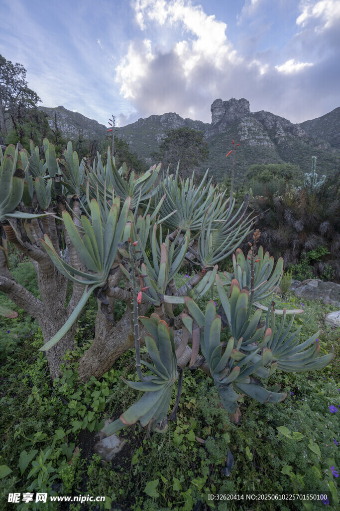 山間龍舌蘭植物景觀