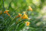 黃色萱草花