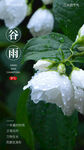 谷雨節氣
