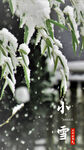 雪覆青枝 小雪時節景致
