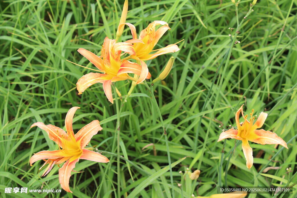 萱草花  