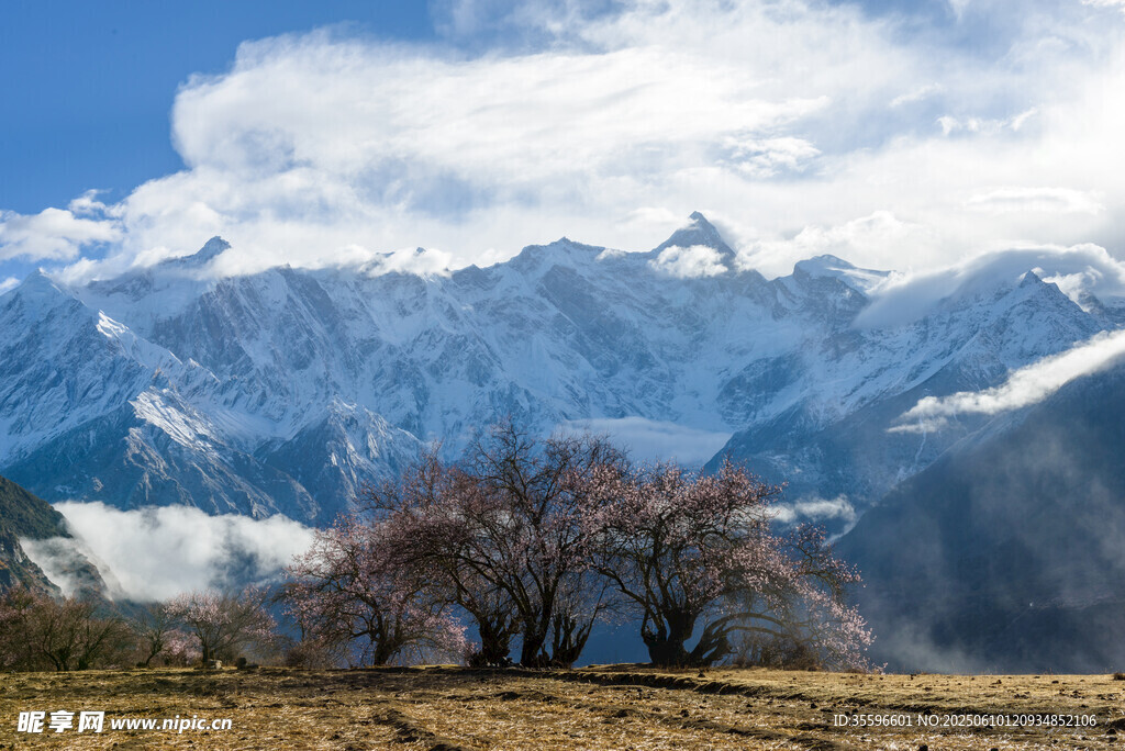 雪山下綻放的爛漫樹木