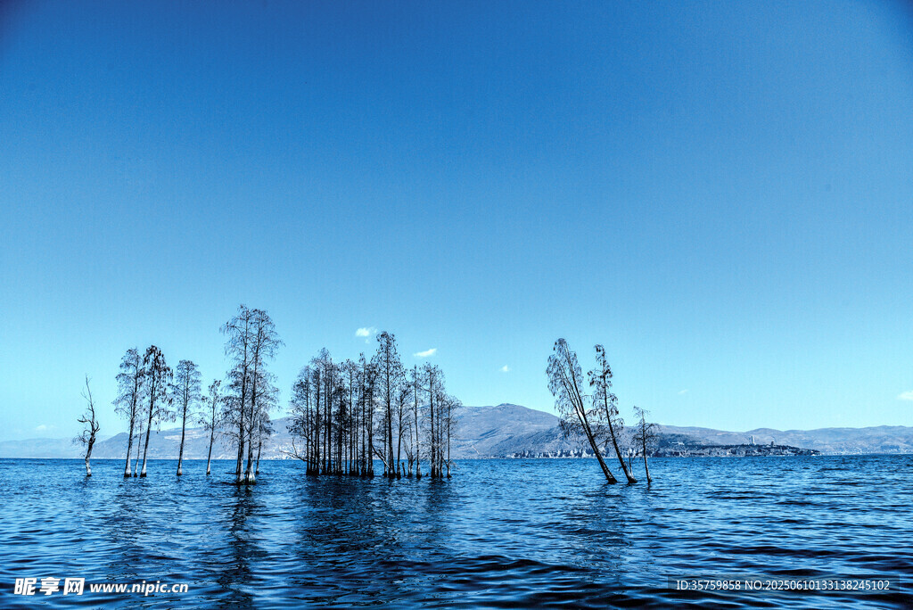 水中枯樹的靜謐湖景