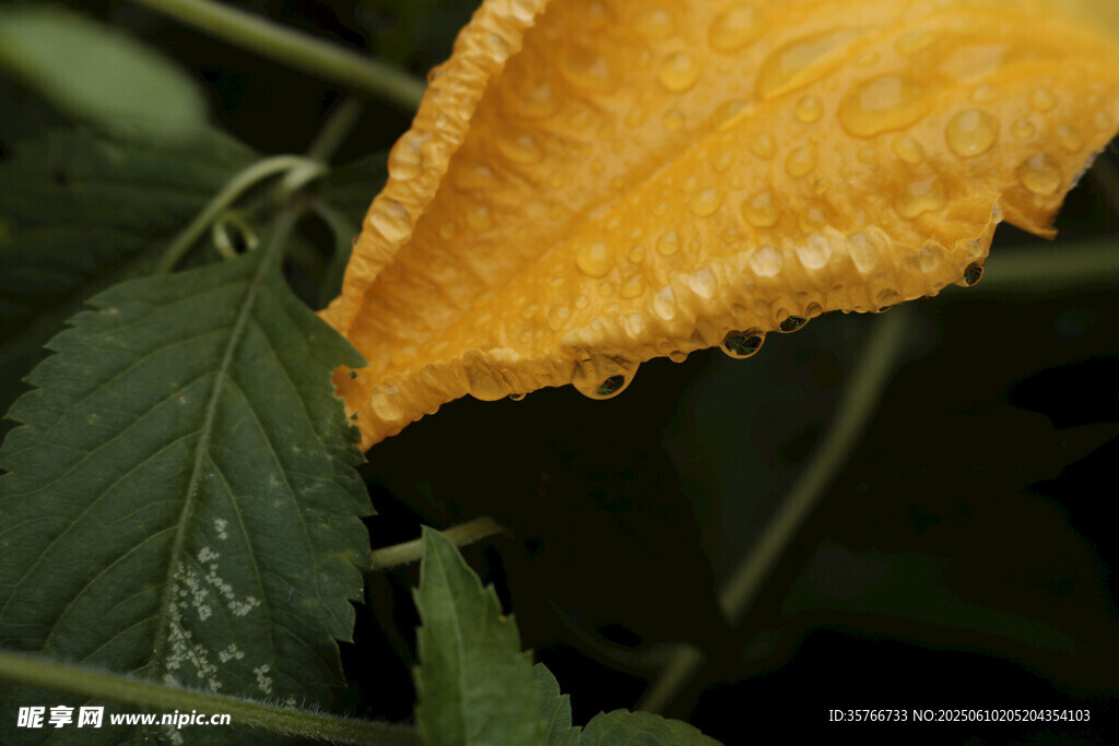 南瓜花里的雨珠