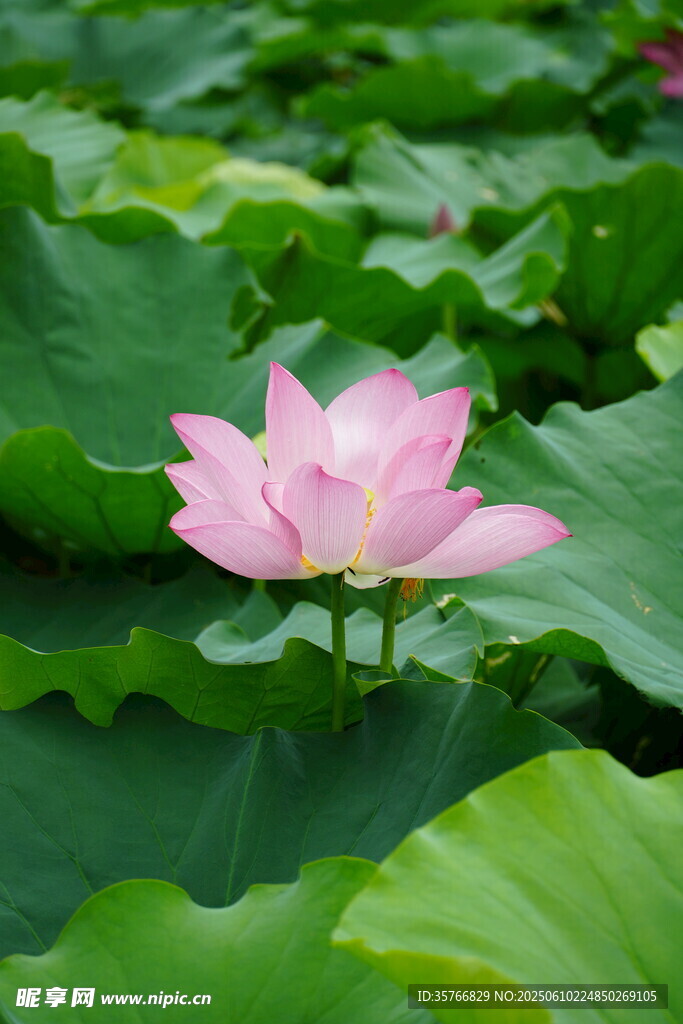 粉色荷花綻放于綠葉間