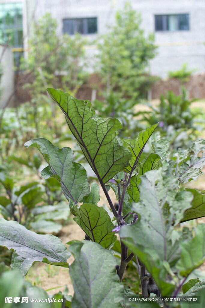菜園中茄子葉