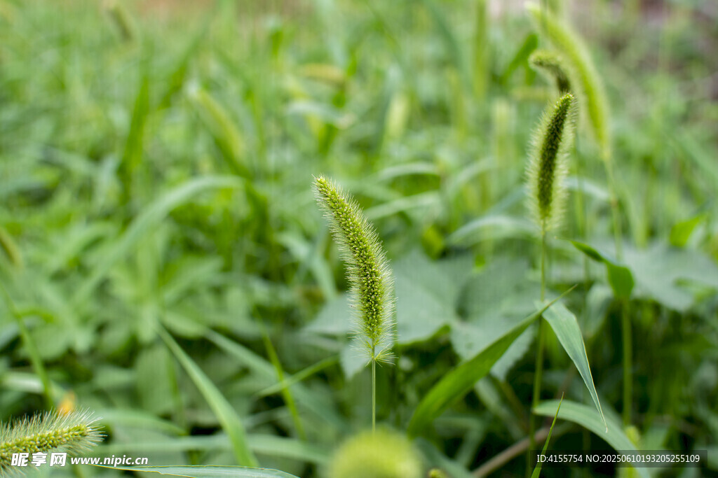 野草狗尾巴草