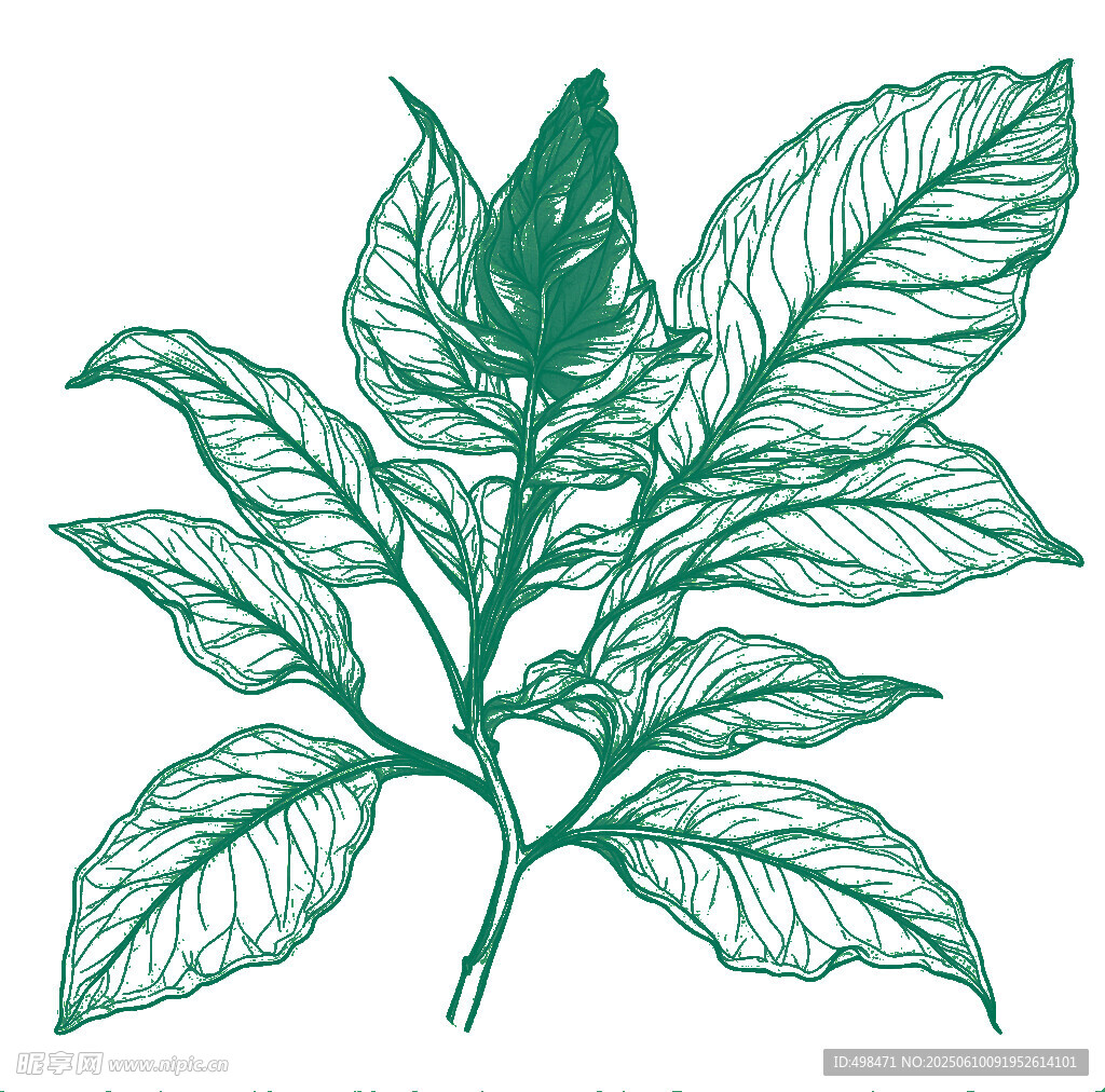 植物煙葉