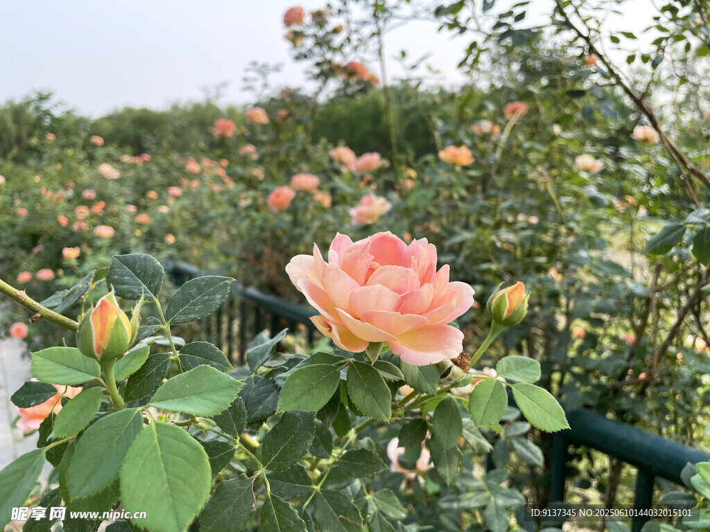 嬌艷粉月季綻放于花叢中