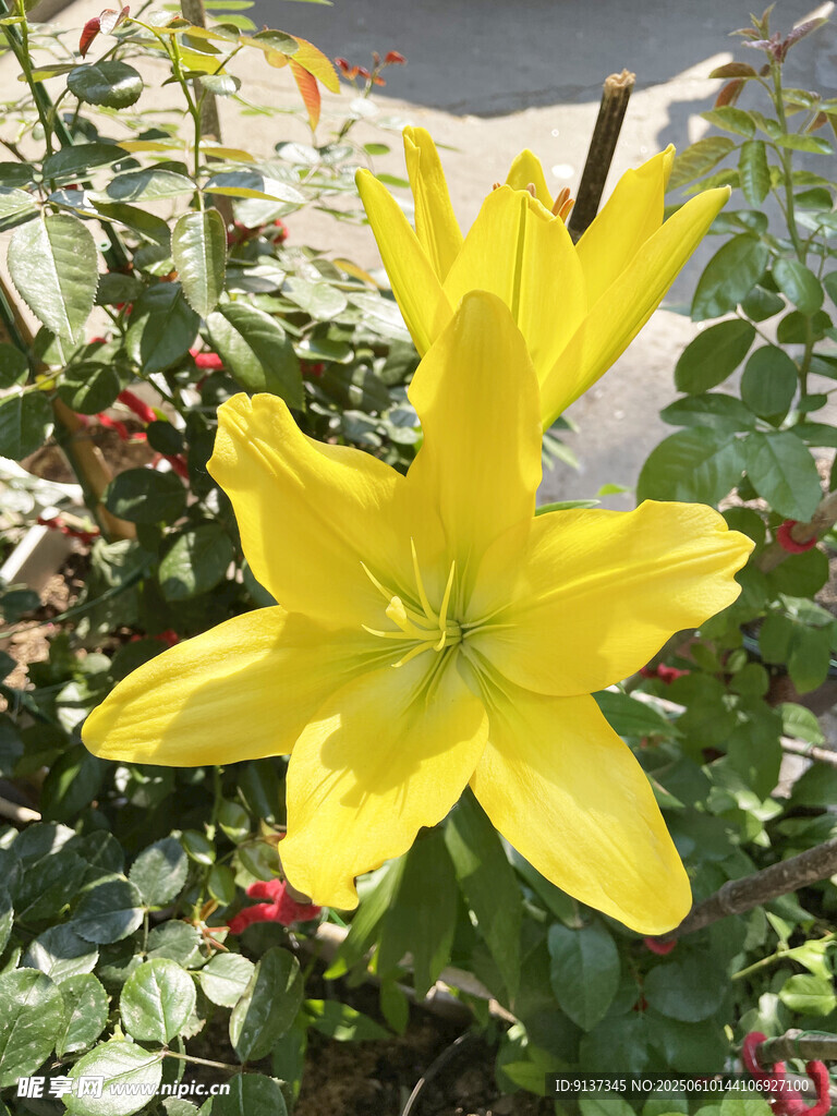 黃色百合花