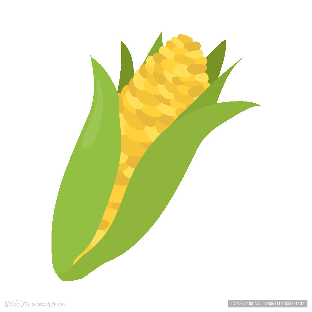 新鮮玉米插畫