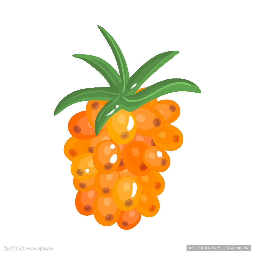 橙色沙棘果插畫