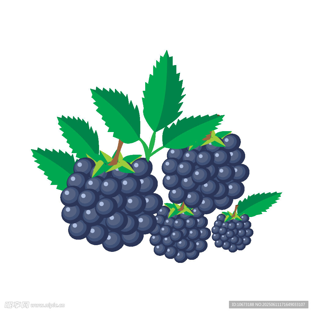 黑紫色桑葚插畫
