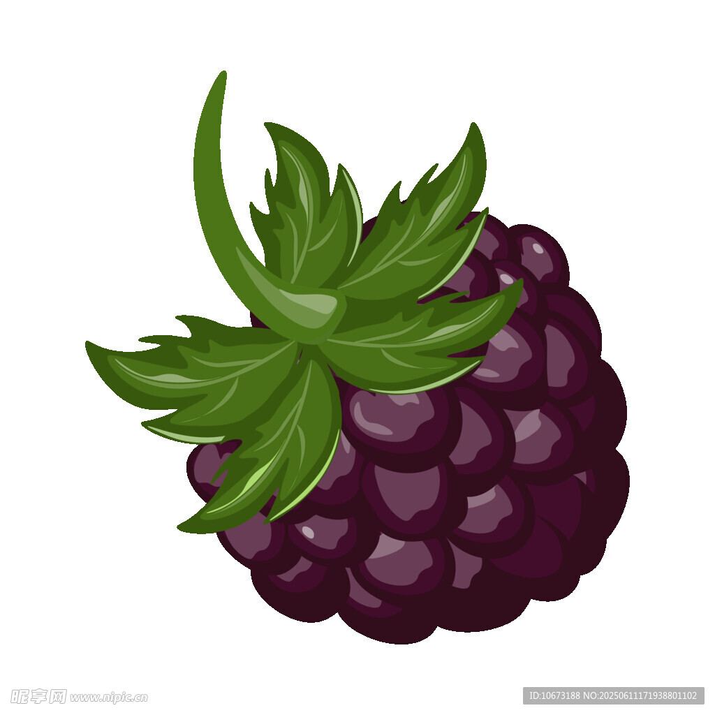 紫黑色桑葚插畫