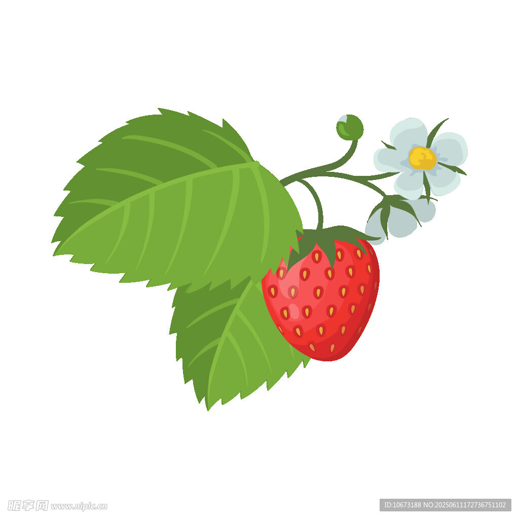 草莓枝葉花朵插畫