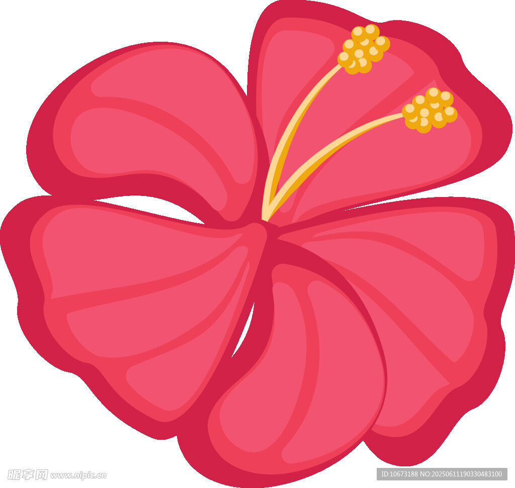 鮮艷粉色扶桑花插畫