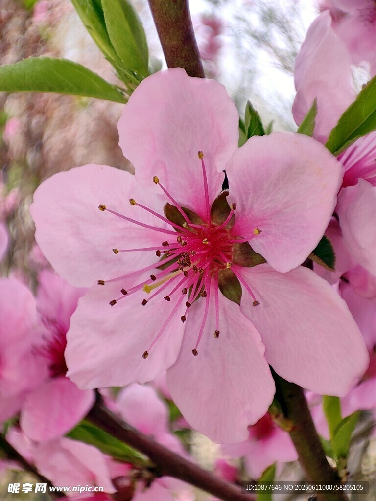 六瓣桃花