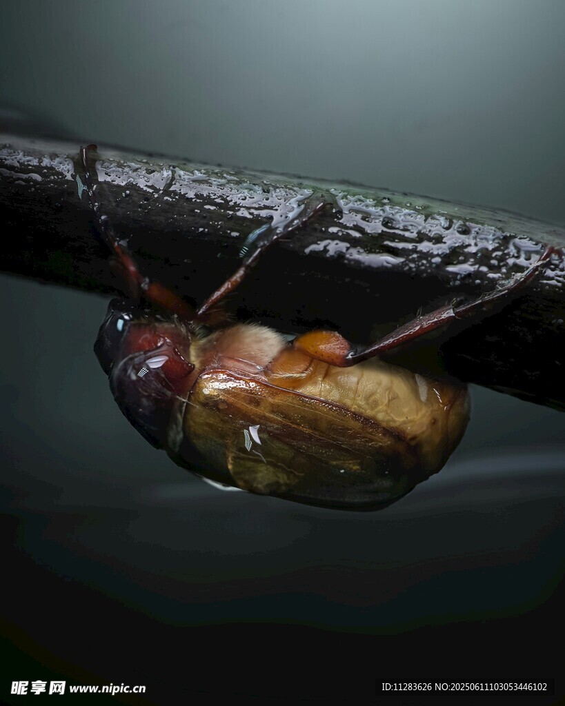 蟬蛹掛于樹枝特寫