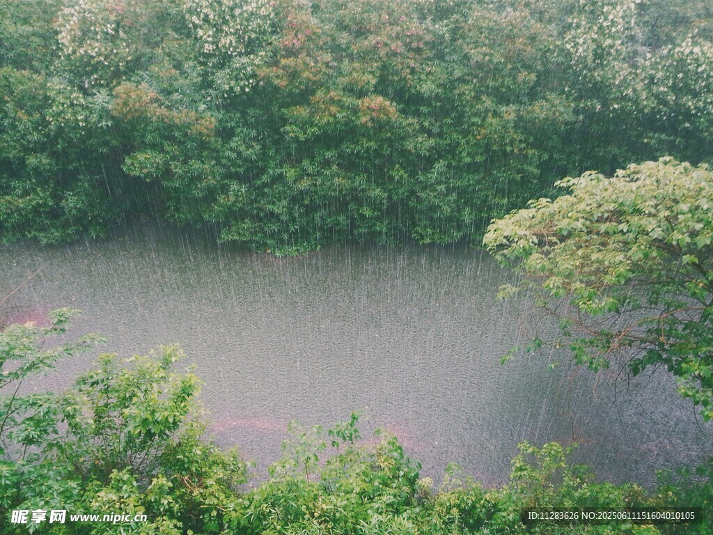 雨中樹林景觀