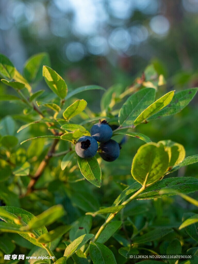 枝頭藍莓