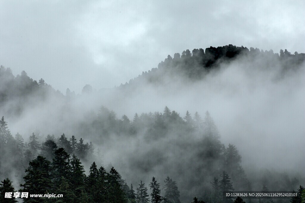 云霧繚繞的山林美景