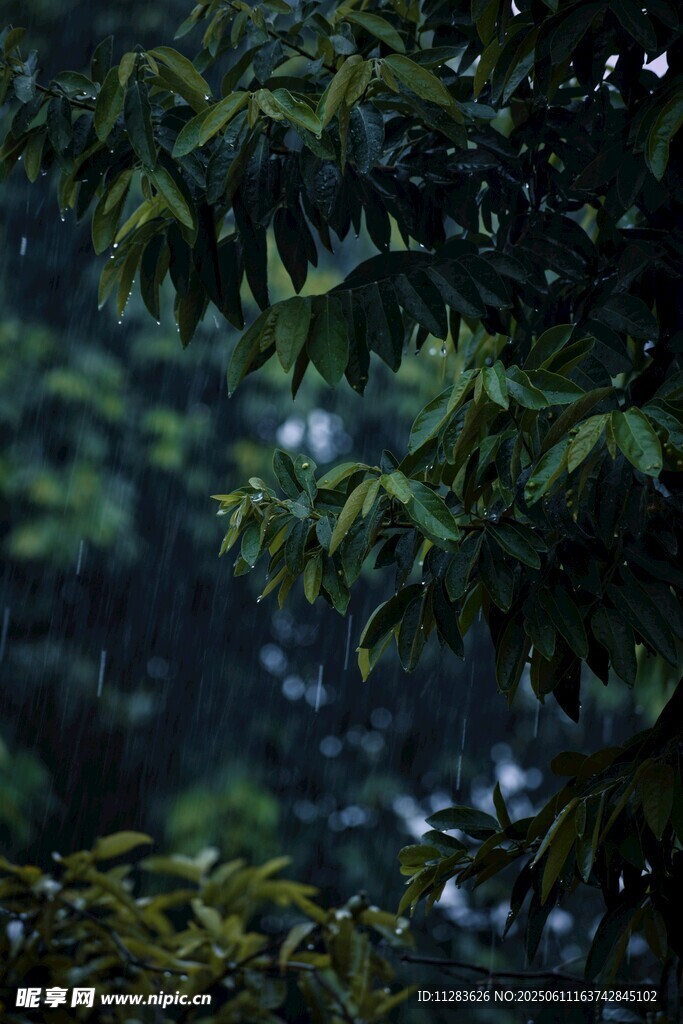 雨中樹葉