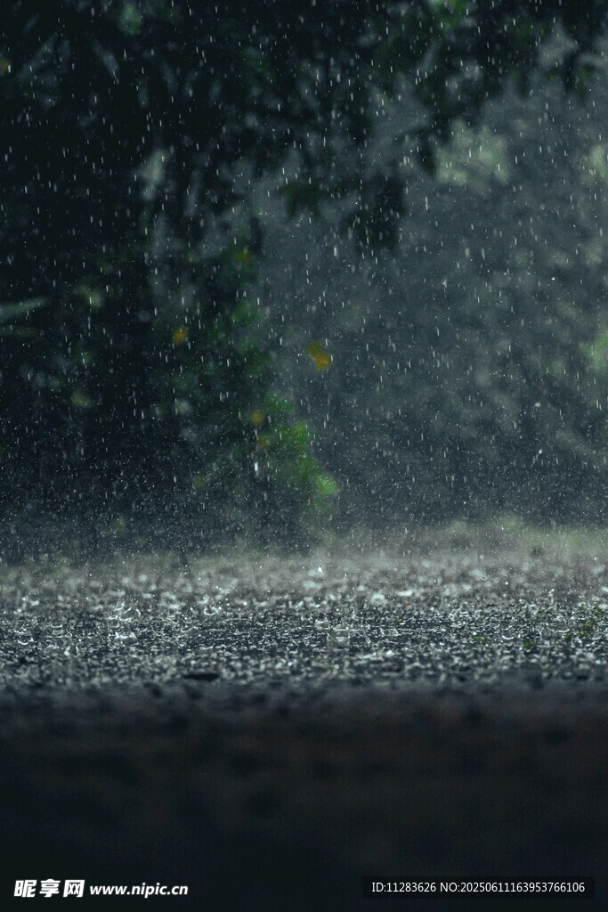 雨中樹(shù)林