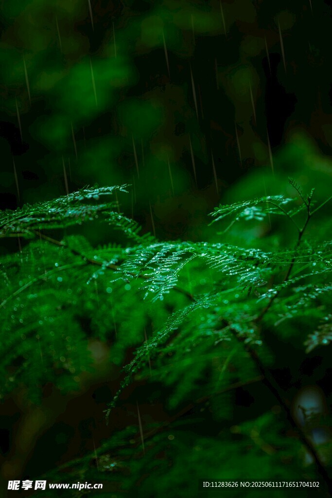 雨中植物