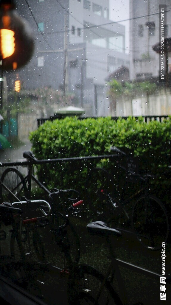 雨中庭院綠植