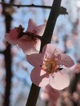 枝頭綻放的粉嫩梅花