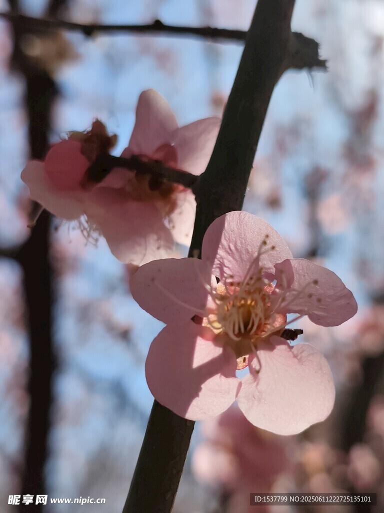 枝頭綻放的粉嫩梅花