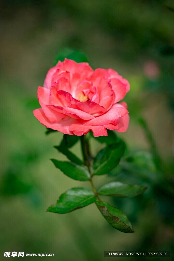 月季花