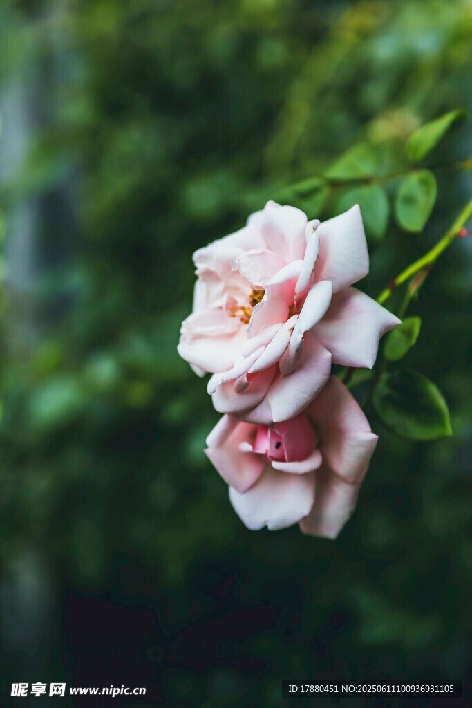 玫瑰