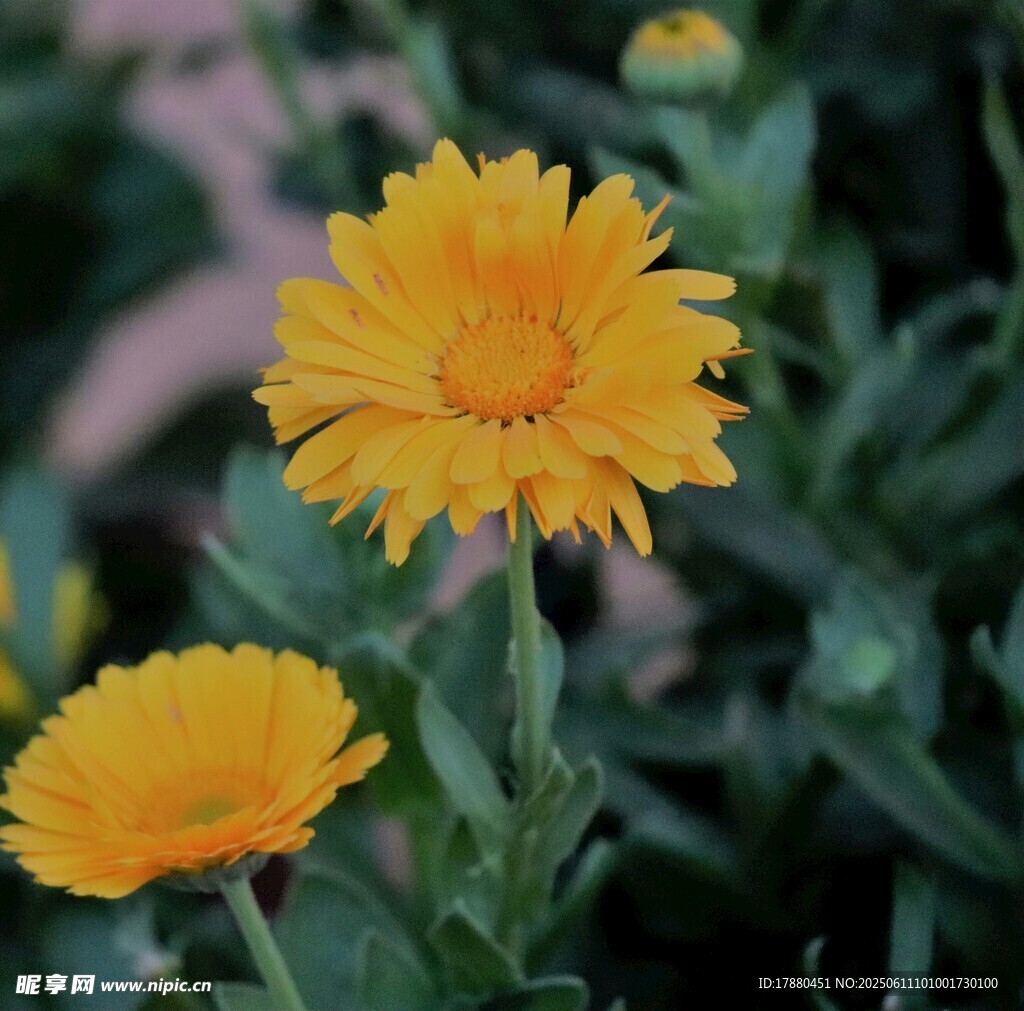 金盞菊